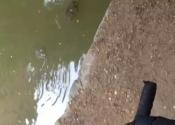 Carp on the bread